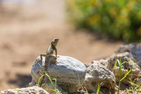 A large wild lizard on a rock. Stock Photos