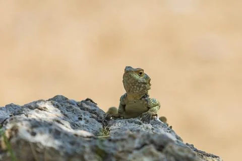 A large wild lizard on a rock. Stock Photos
