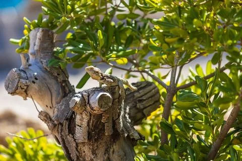 A large wild lizard on a rock. Foto stock