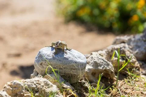 A large wild lizard on a rock. Stock Photos
