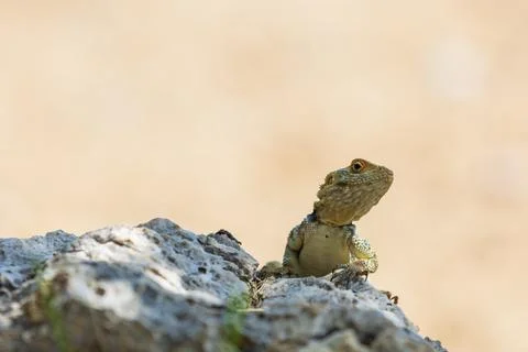 A large wild lizard on a rock. Stock Photos