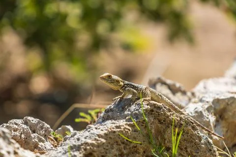 A large wild lizard on a rock. Stock Photos
