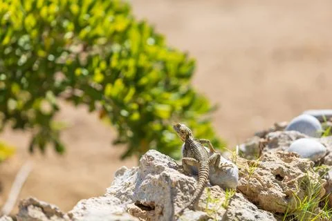 A large wild lizard on a rock. Stock Photos