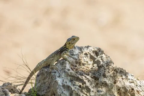 A large wild lizard on a rock. Stock Photos
