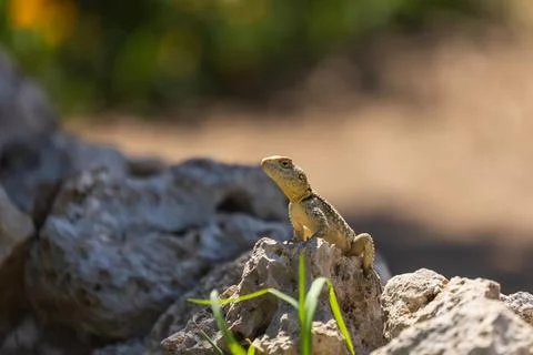 A large wild lizard on a rock. Stock Photos