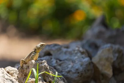 A large wild lizard on a rock. Stock Photos