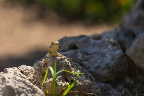 A large wild lizard on a rock. Stock Photos