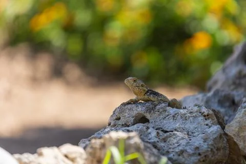 A large wild lizard on a rock. Stock Photos
