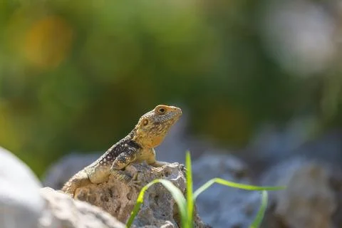 A large wild lizard on a rock. Stock Photos