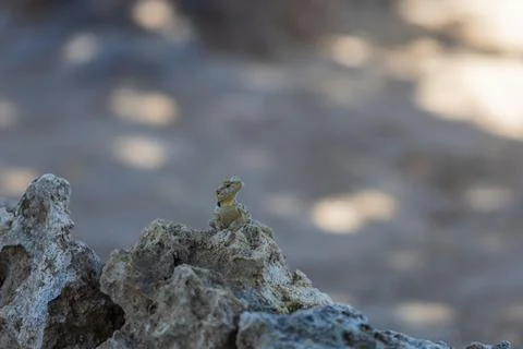 A large wild lizard on a rock. Foto stock