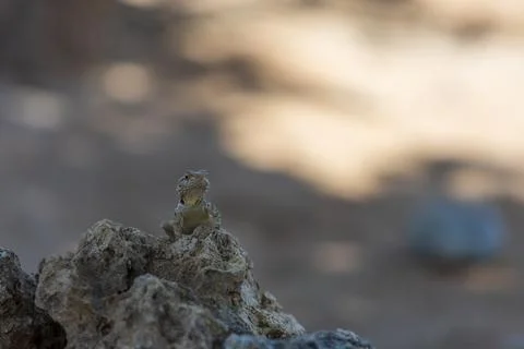 A large wild lizard on a rock. Stock Photos