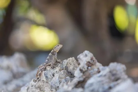 A large wild lizard on a rock. Stock Photos