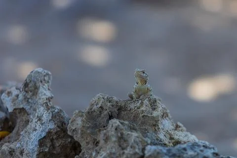 A large wild lizard on a rock. Stock Photos