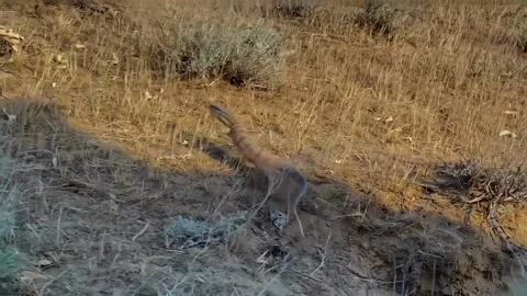 A large wild lizard runs across the steppe Video stock 316881564