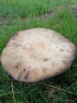 Large wild mushroom with flat cap in green grass Stock Photos