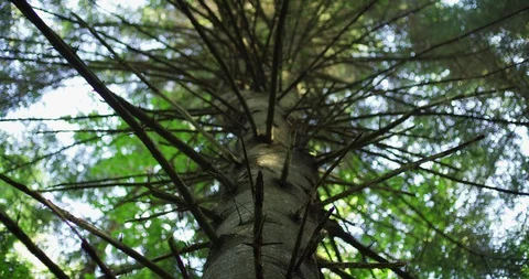 Large Wild Spruce Tree from Low Angle Perspective Video stock 129594100