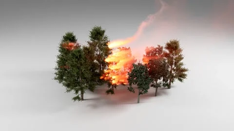 Large Wildfire Burning Through Dense Forest Tree Cluster Stock Footage 334979559
