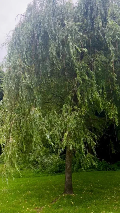 A large willow with low hanging branches in a green park on a cloudy summer day Stock Footage 276732412
