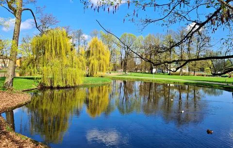 Large willow tree bent its fluffy green branches down to smooth surface of .. Foto stock
