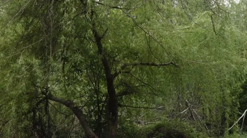 A large willow tree blowing in breeze in summer Stock Footage 140698530