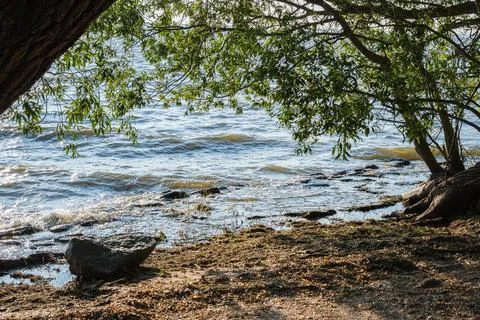 Large willow tree branches hang over the rippling water surface near a rock.. Photos