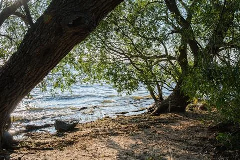 Large willow tree branches hang gracefully over the shimmering blue water o.. Stock Photos