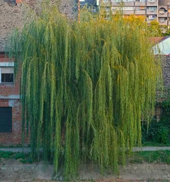 Large Willow tree in front of a house Stock Photos