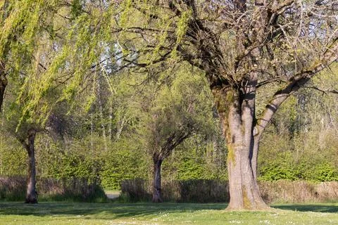 Large willow tree growing in the middle of a park Stock Photos