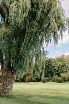 Large Willow Tree Overhanging Green Meadow Stock Photos