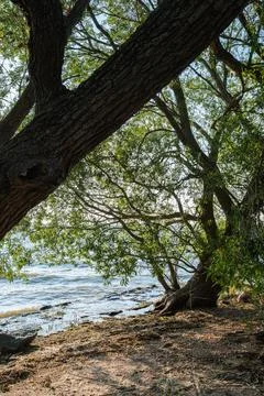 Large willow tree with textured bark and lush green leaves grows along a se.. Stock Photos