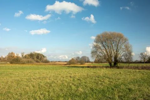 Large willow tree without leaves growing on a green meadow Stock Photos