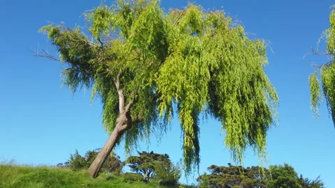 Large, wind-swept leaning weeping willow tree in park setting against deep Vídeo Stock 131068893