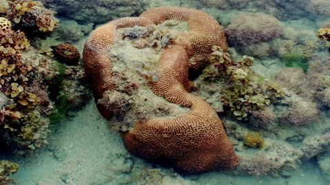 Large Winding Reef Structure With Maze-Like Ridges in Shallow Seawater Vídeo Stock 342209875