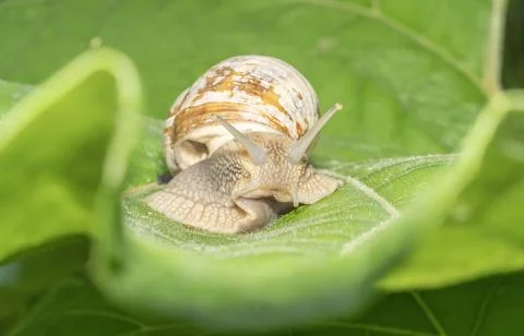 A large wine snail Foto stock