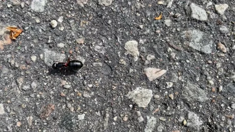 Large winged ant frees itself from wings Stock Footage 132731567