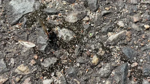 Large winged ant frees itself from wings Stock Footage 132731821