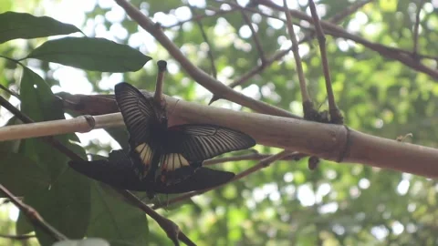 Large-winged butterflies mating in the wild Stock Footage 312184882