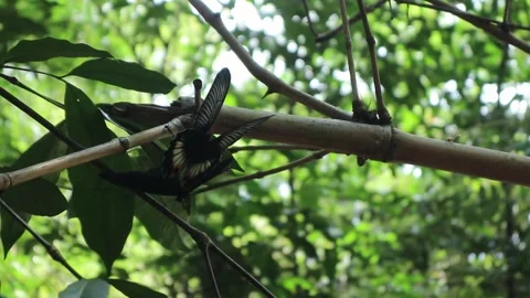 Large-winged butterflies mating in the wild Stock Footage 312184939