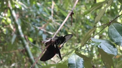 Large-winged butterflies mating in the wild Stock Footage 312184941