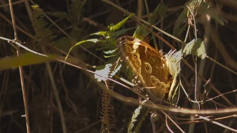 Large winged butterfly with intricate patterns on wing perched amongst leaves in Stock Footage 101300977