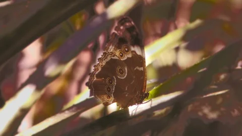 Large winged butterfly with intricate patterns on wing perched camouflaged Stock Footage 101301273