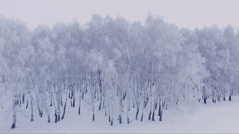Large winter forest in hoarfrost, taken from a drone Stock Footage