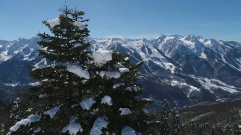 Large winter pine tree and snowy mountains captured by drone Video stock 136125261