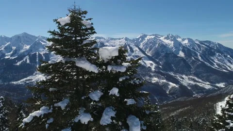 Large winter pine tree and snowy mountains captured by drone Video stock 136125274