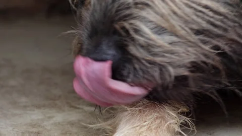 Large wire haired slovakian rough wirehaired pointer dog licking paw zoom Stock Footage 117059292