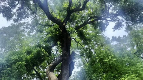 A Large Wishing Tree Stock Footage 314221391