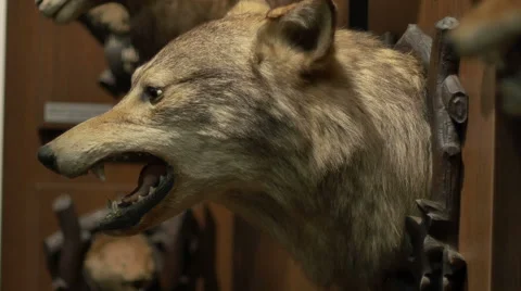 Large Wolf Hunting Trophy Stock Footage 61860853
