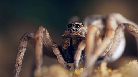 Large wolf spider carefully wipes and cleans her eyes. Macro locked off Stock Footage 117179853