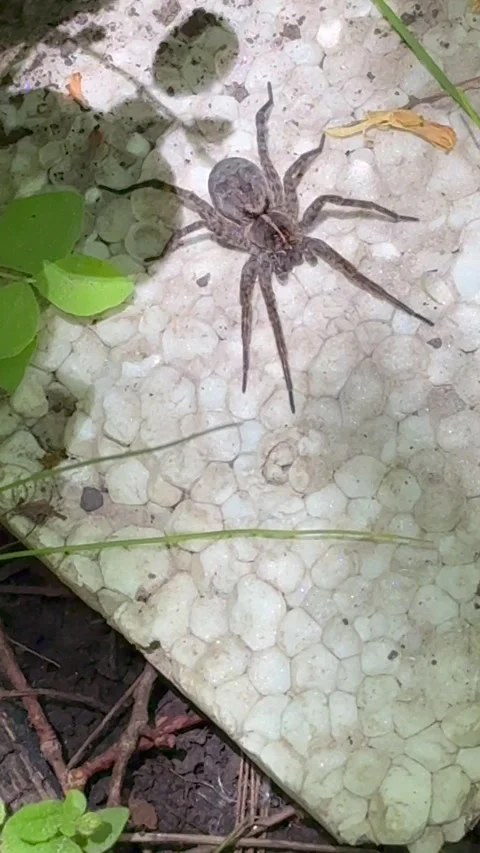 Large Wolf Spider at Cedar Lake in Olathe KS Stock Footage 309826418