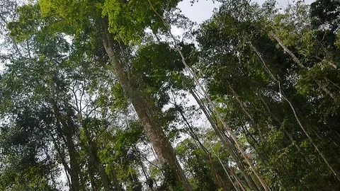 Large wood log in a forest clearing Stock Footage